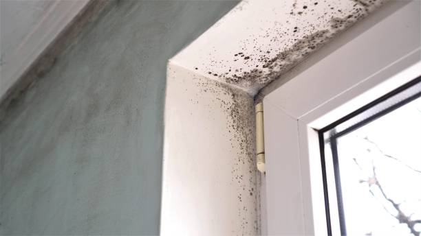 Best Residential Mold Remediation in Richton, MS