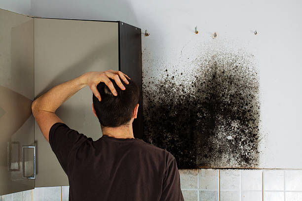 Best Black Mold Remediation in Richton, MS