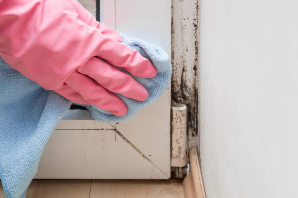 Best Basement Mold Remediation in Richton, MS