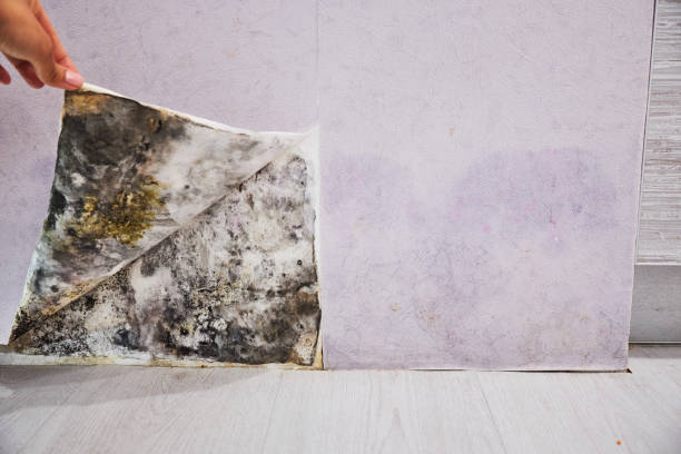 Best Health and Safety Mold Remediation in Richton, MS
